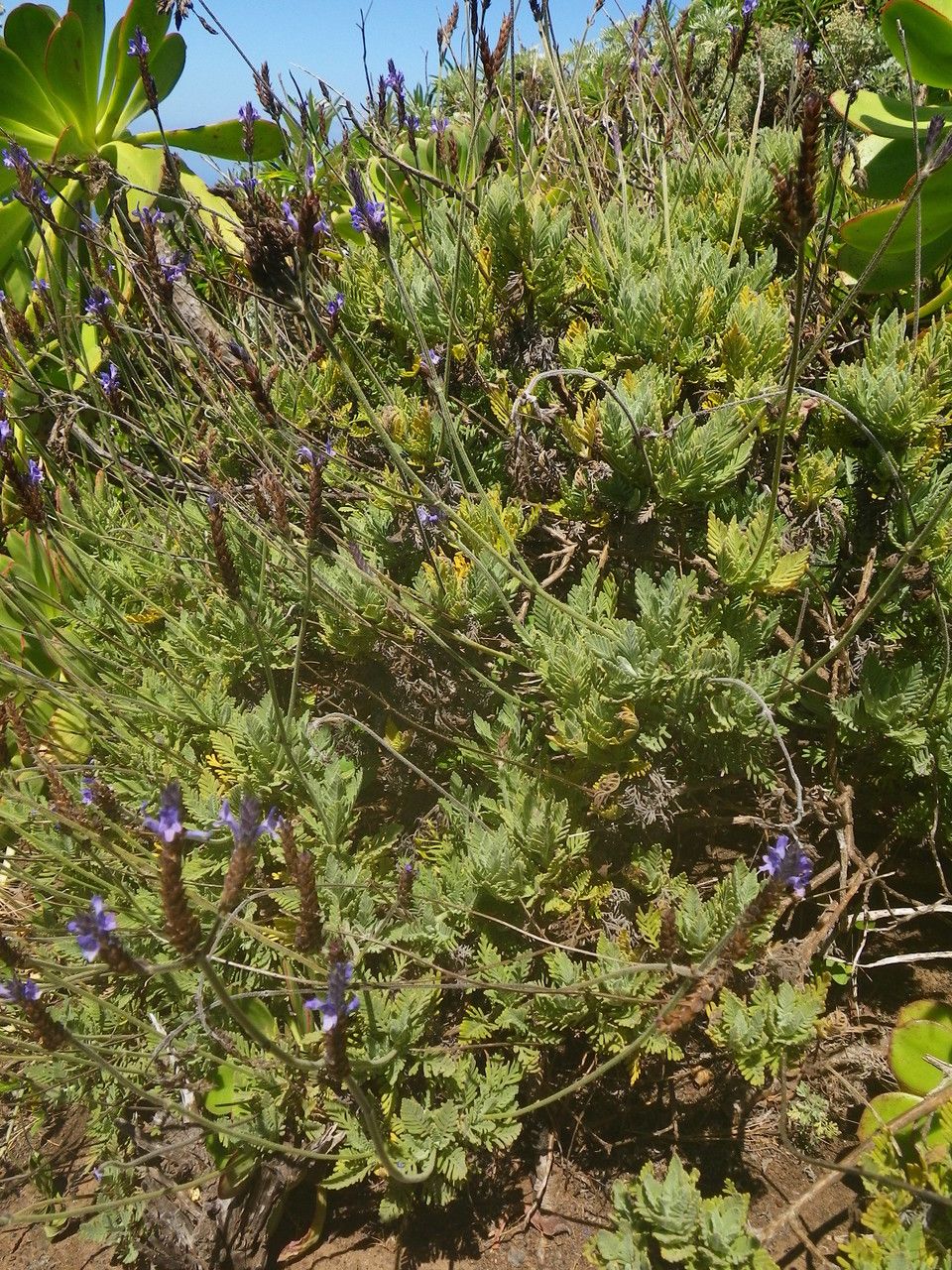 Lavandula minutolii habit