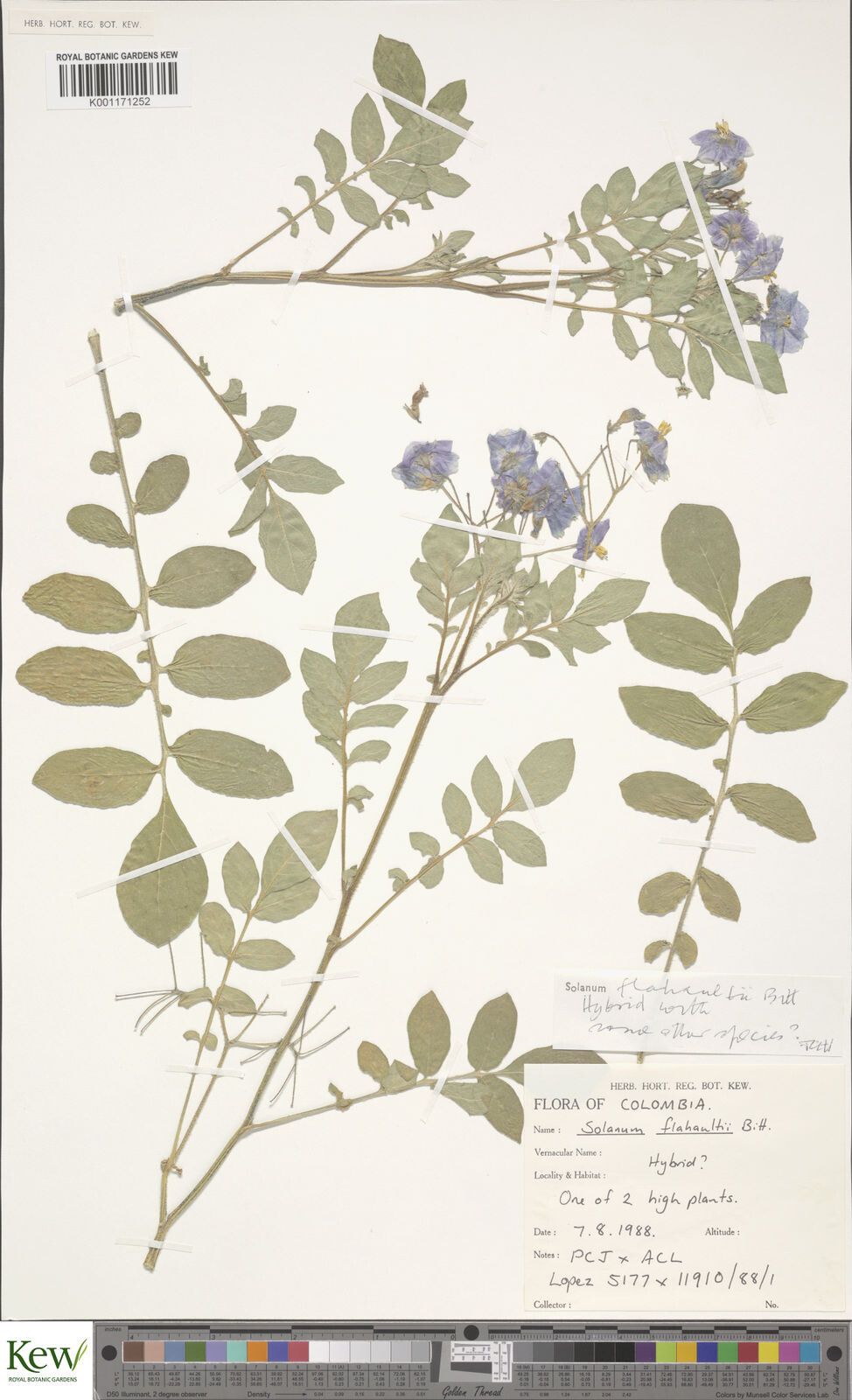 Solanum flahaultii — houseplant care guide