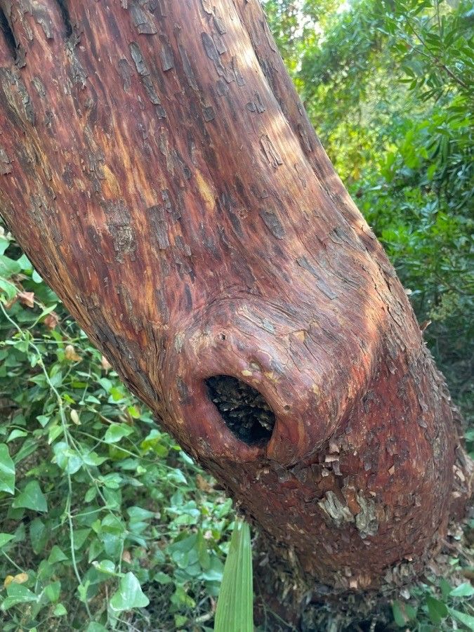 Arbutus × andrachnoides bark