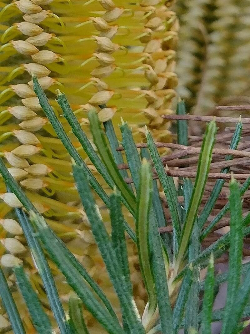 Banksia spinulosa leaf