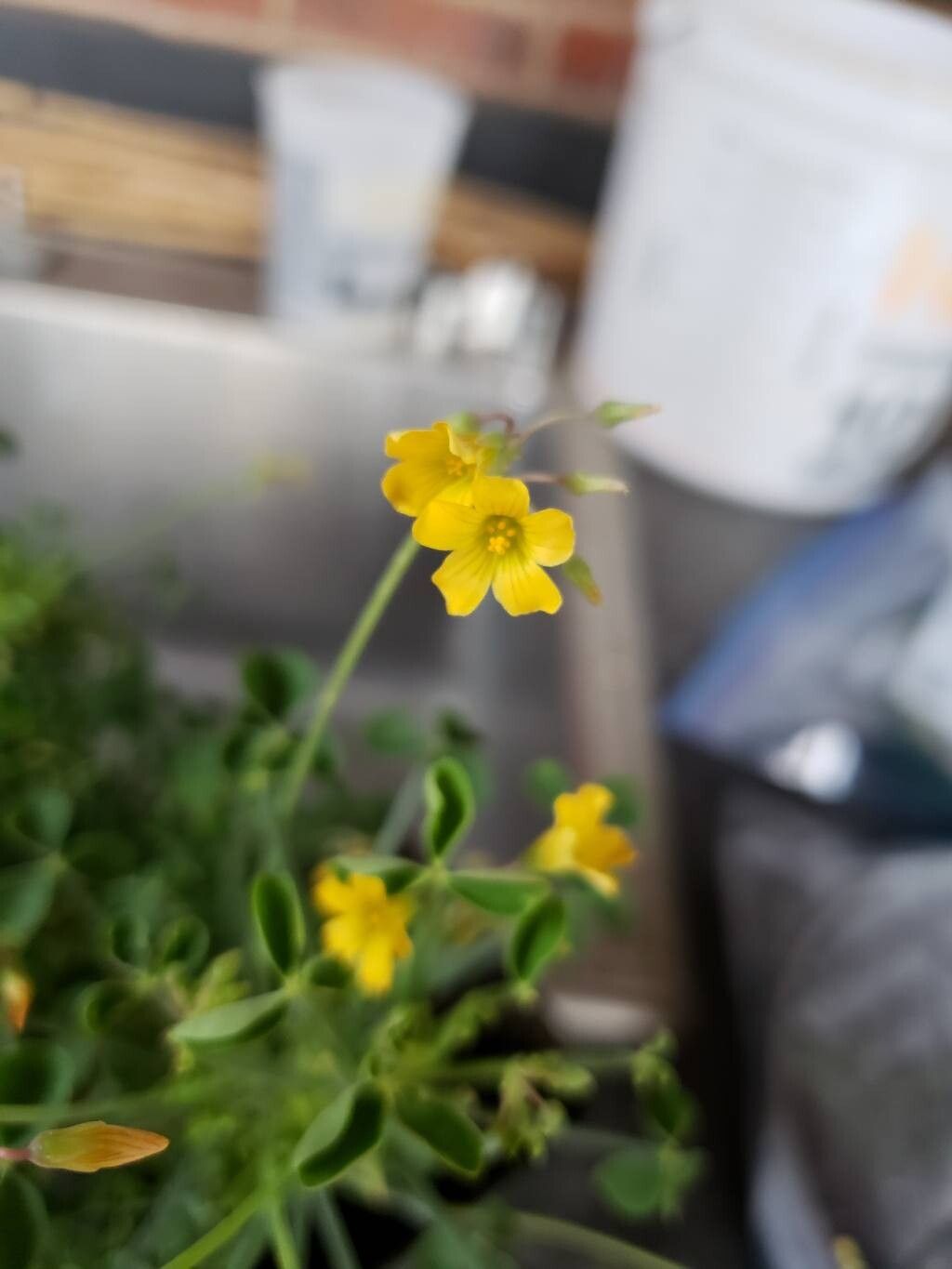 Oxalis teneriensis flower