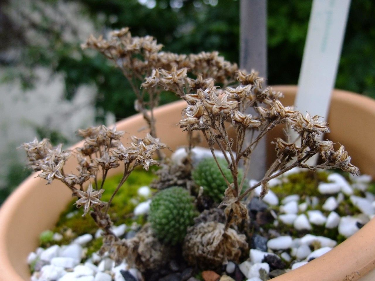 Rosularia pilosa habit