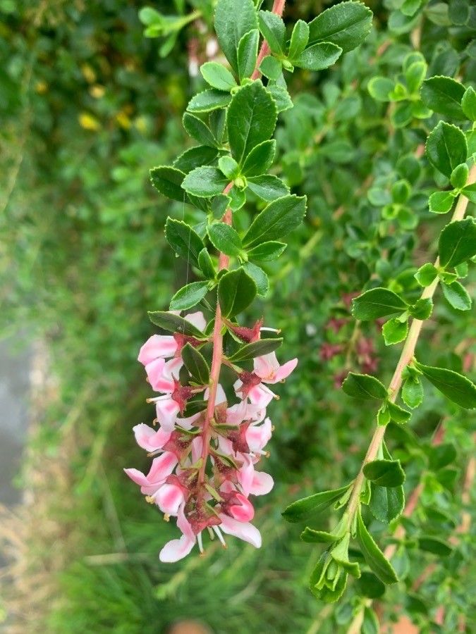 Escallonia virgata flower