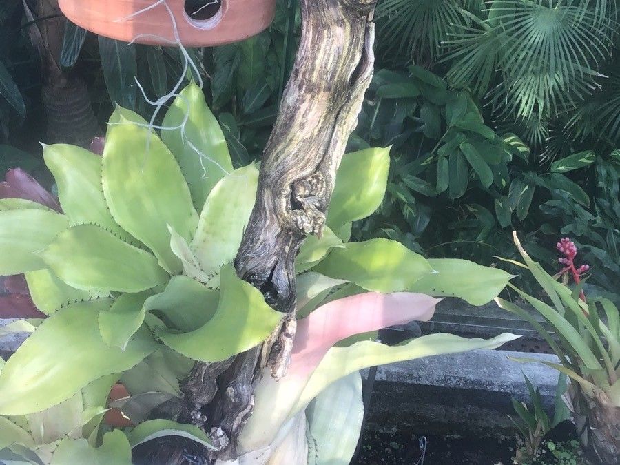 Aechmea pectinata — search result for 'Aechmea'