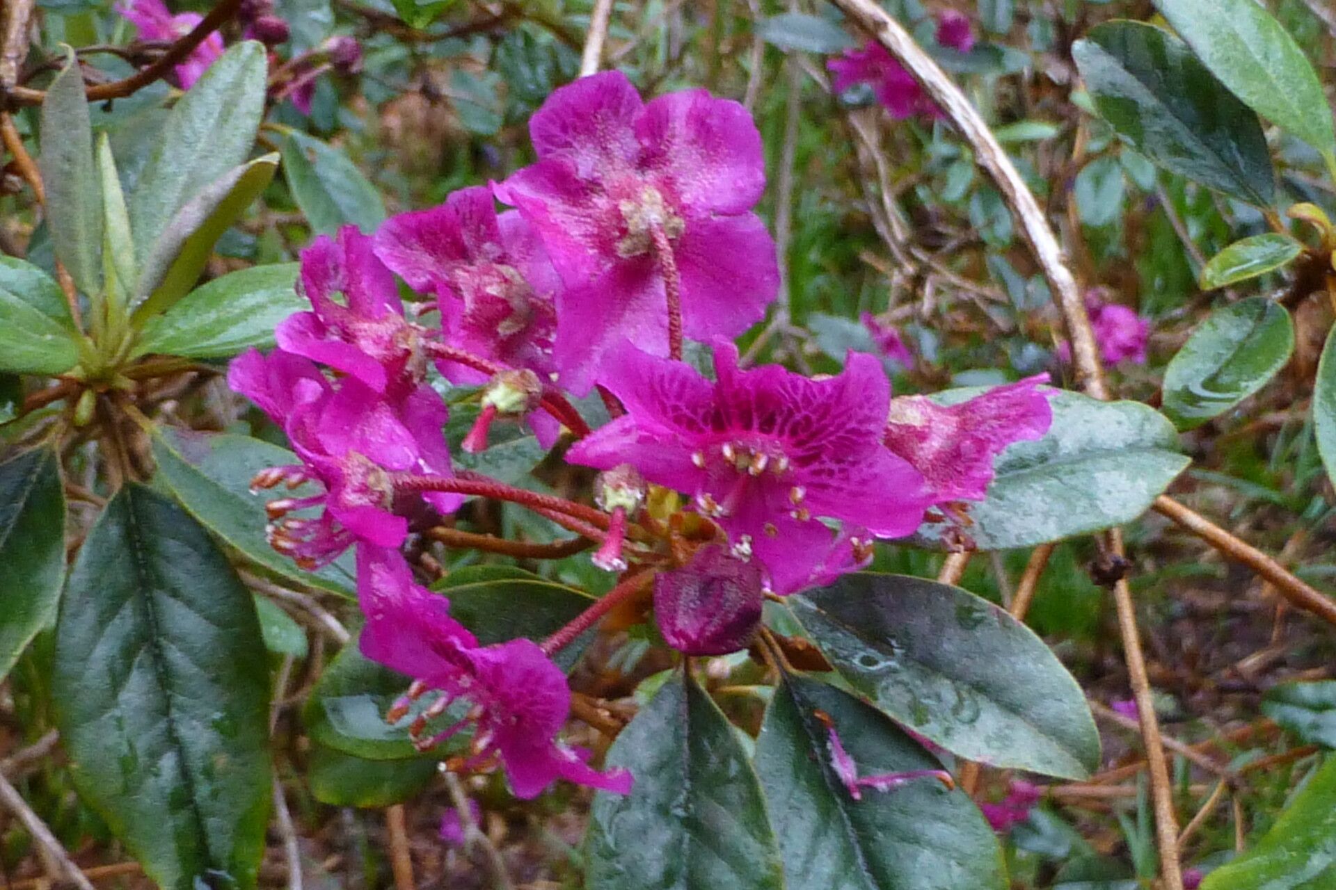 Rhododendron baileyi flower