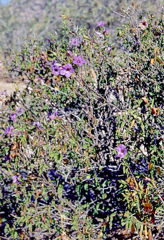 Ruellia californica flower