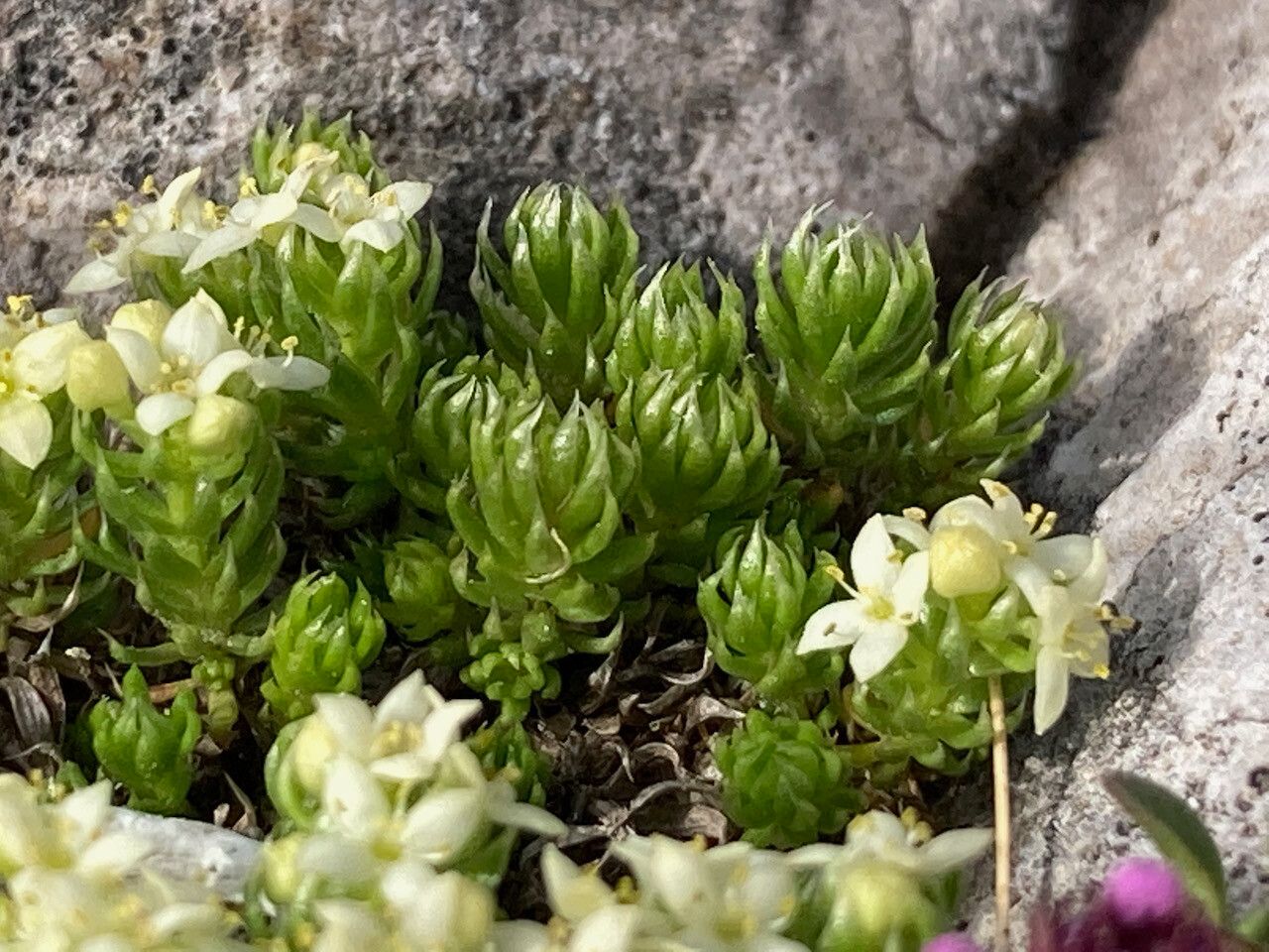 Galium pyrenaicum leaf