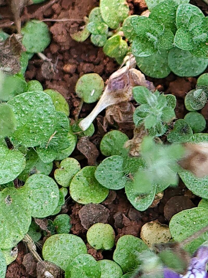 Hygrophila serpyllum — search result for 'Hygrophila'