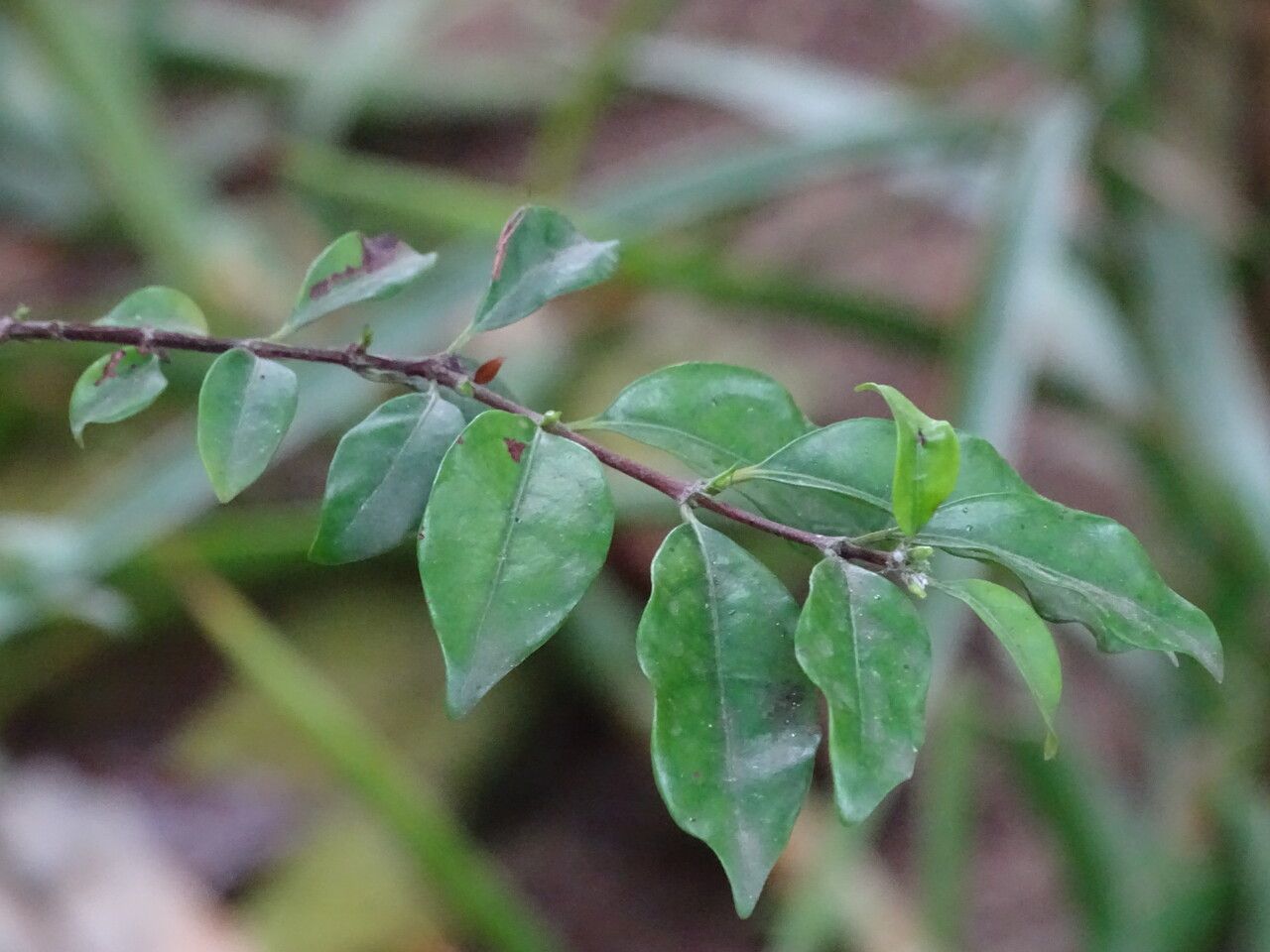 Coffea kapakata — search result for 'Angola'