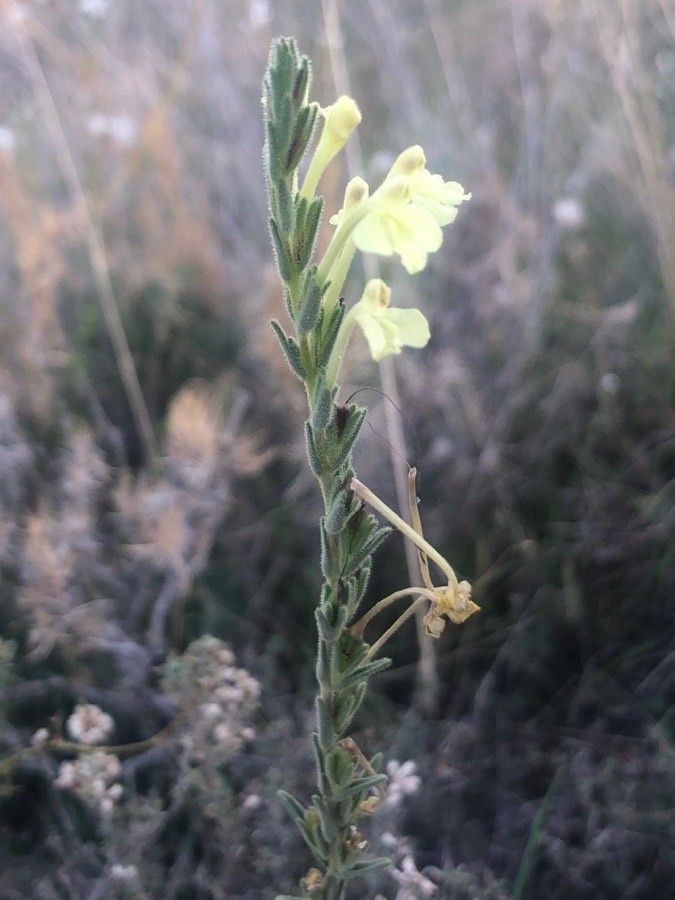 Odontites longiflorus habit