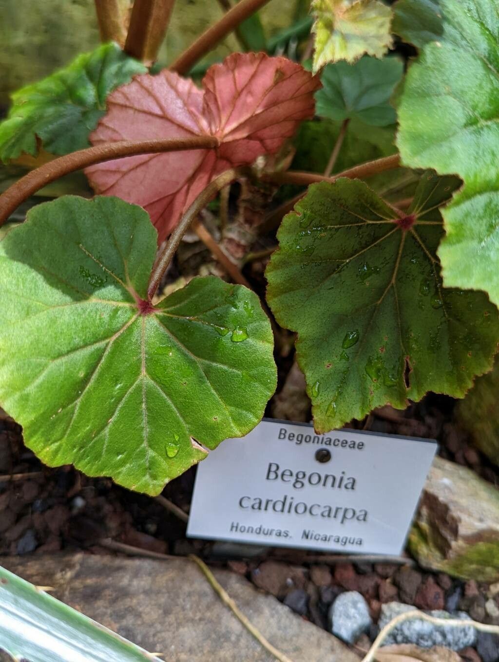 Begonia cardiocarpa leaf