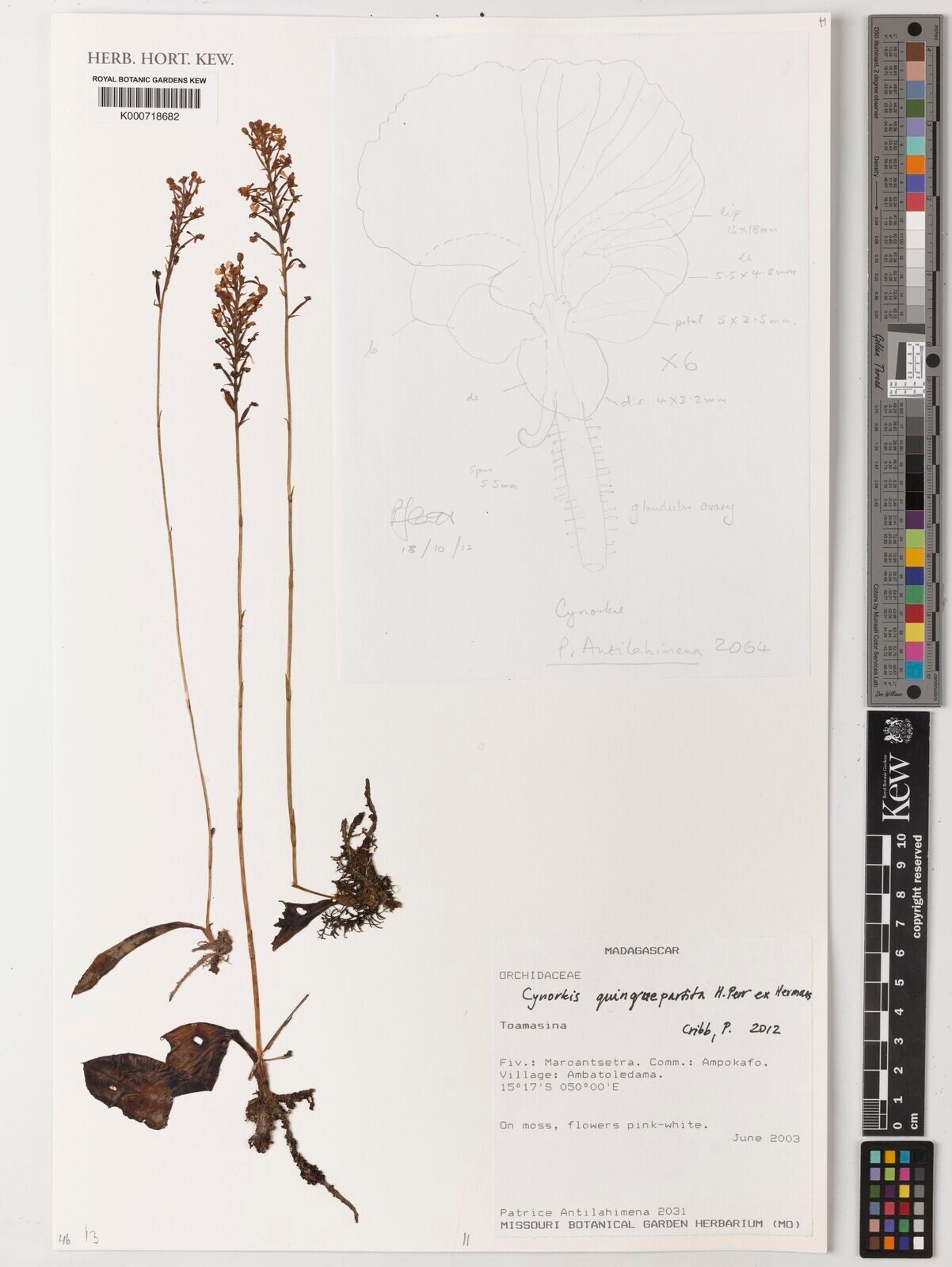 Cynorkis quinquepartita — houseplant care guide