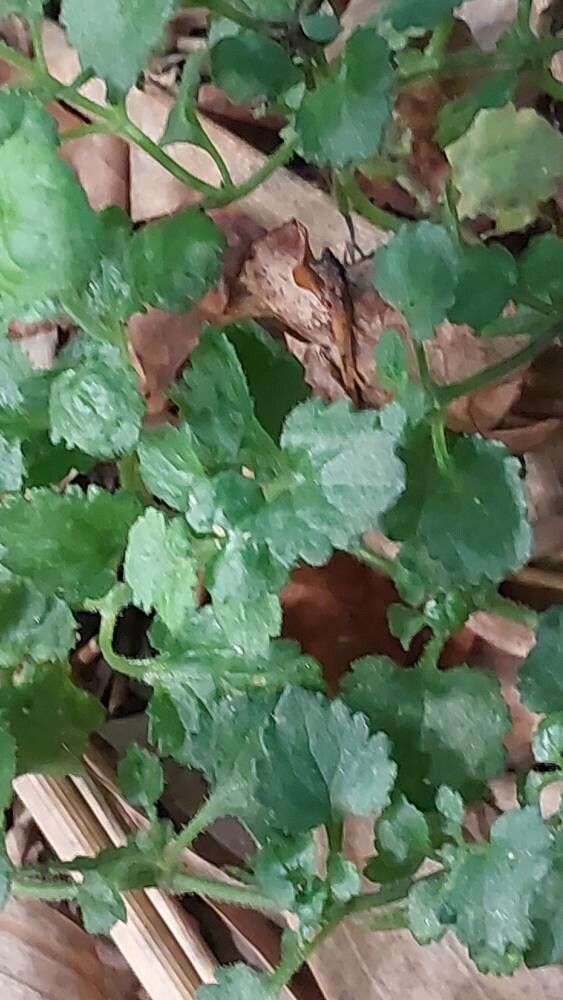 Oxalis depressa leaf