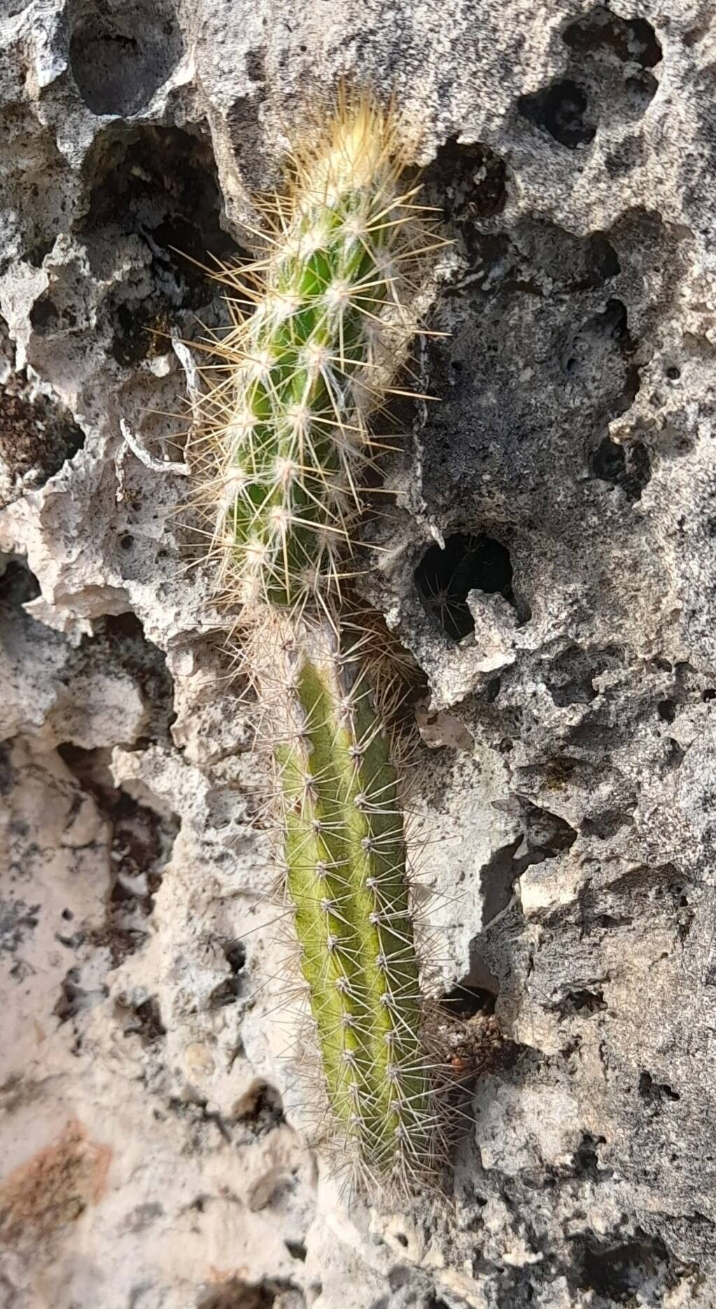 Pilosocereus excelsus — search result for 'Pilosocereus'