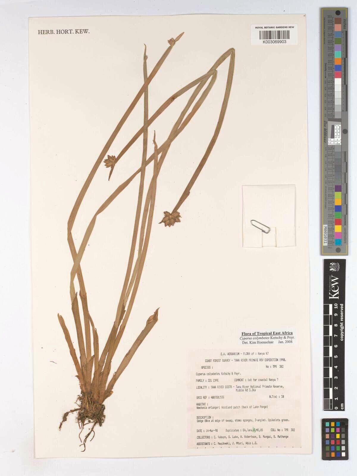 Cyperus colymbetes — houseplant care guide