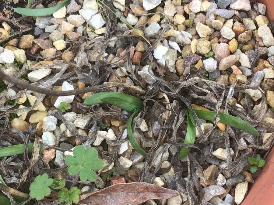 Allium palentinum — search result for 'Allium'