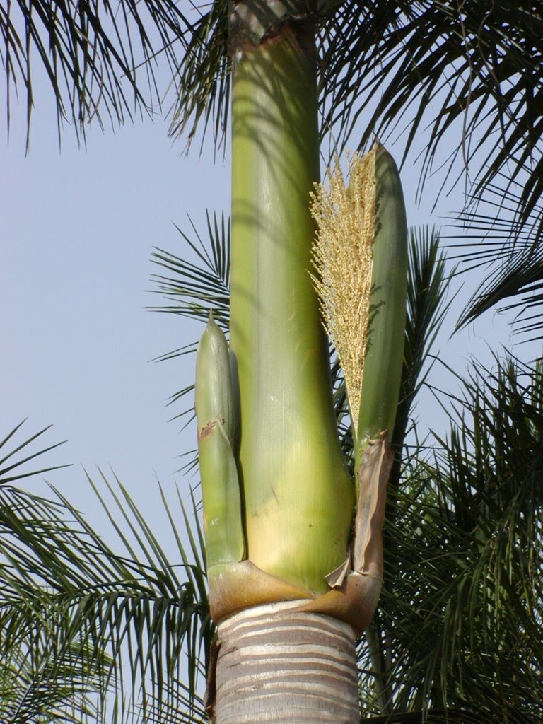 Roystonea regia flower