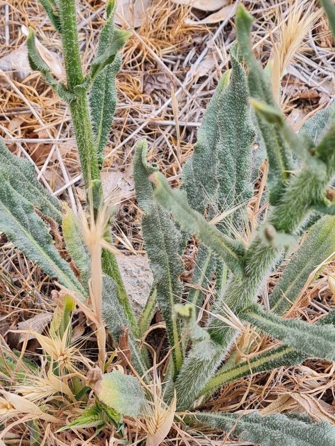 Anchusa arvensis bark