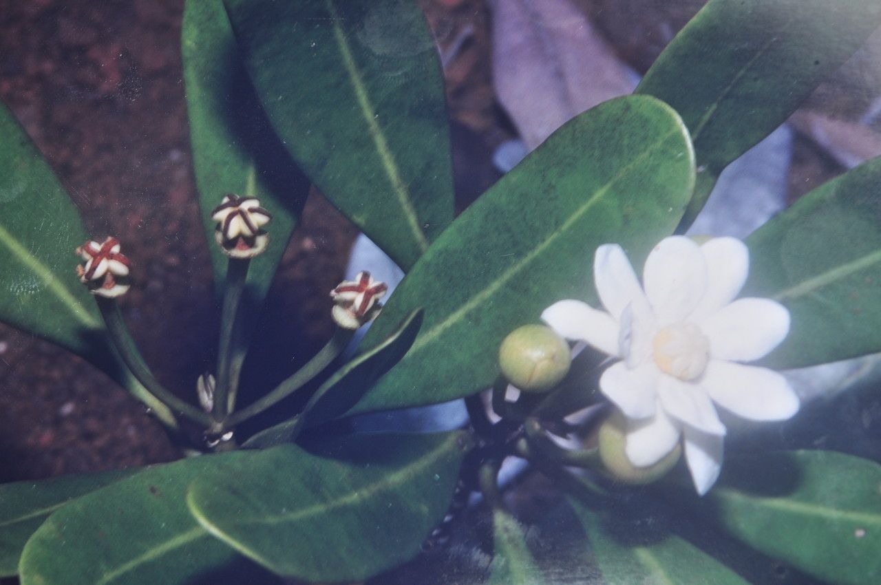 Zygogynum cristatum — houseplant care guide