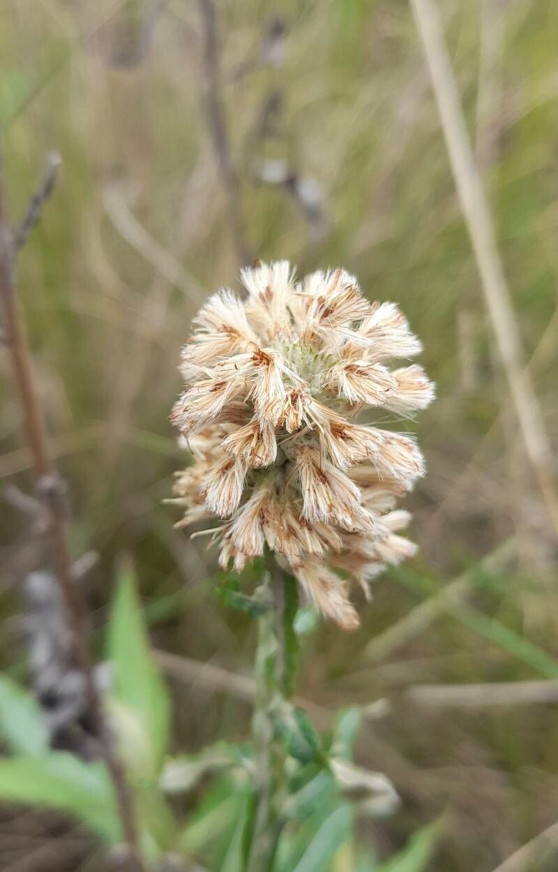 Pterocaulon angustifolium fruit