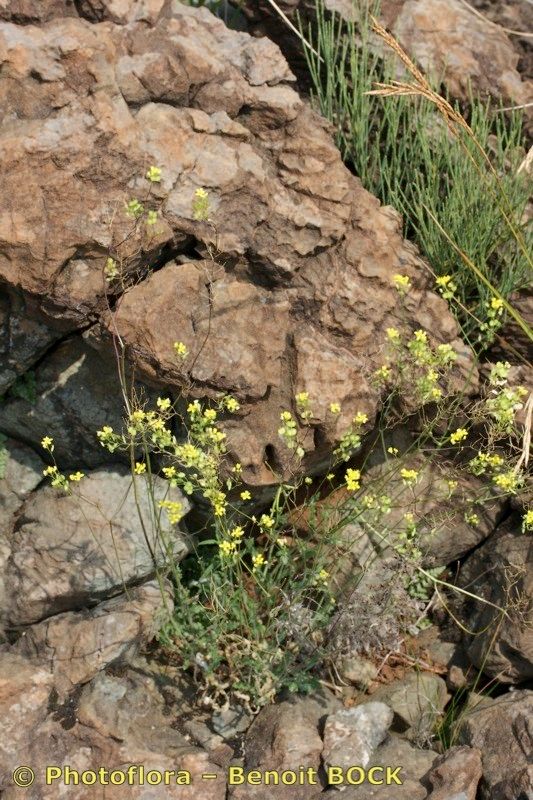 Biscutella lamottei habit