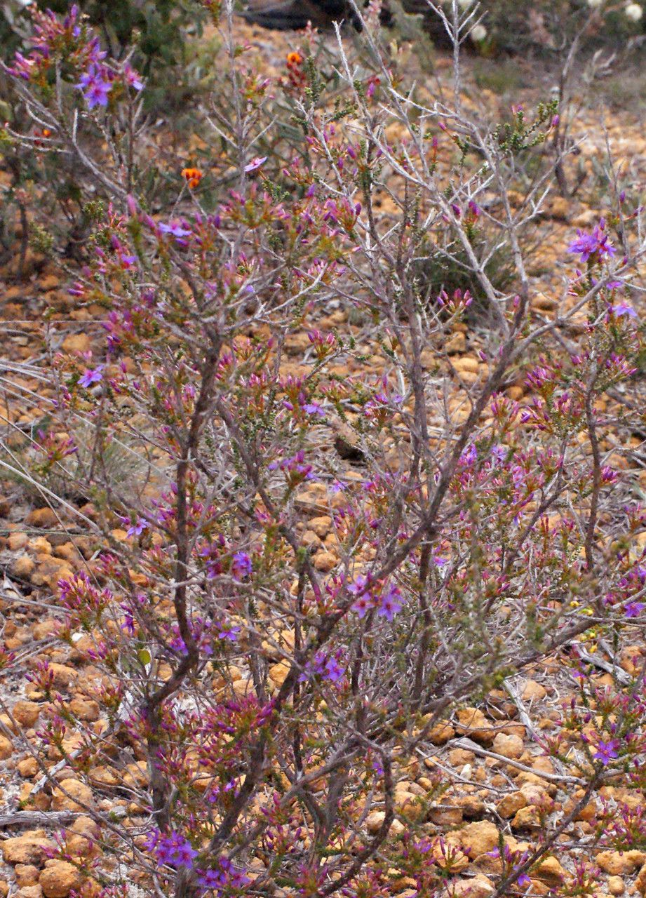 Calytrix leschenaultii habit