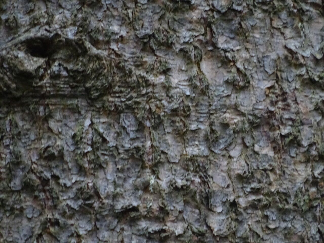 Abies homolepis bark