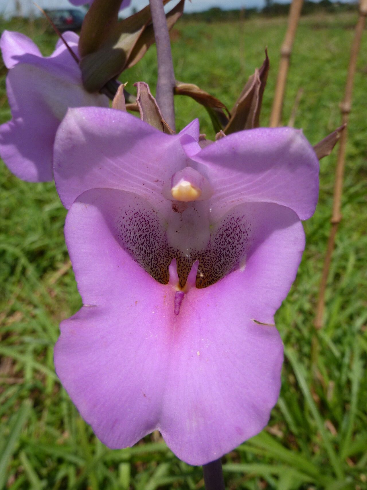 Eulophia cucullata flower