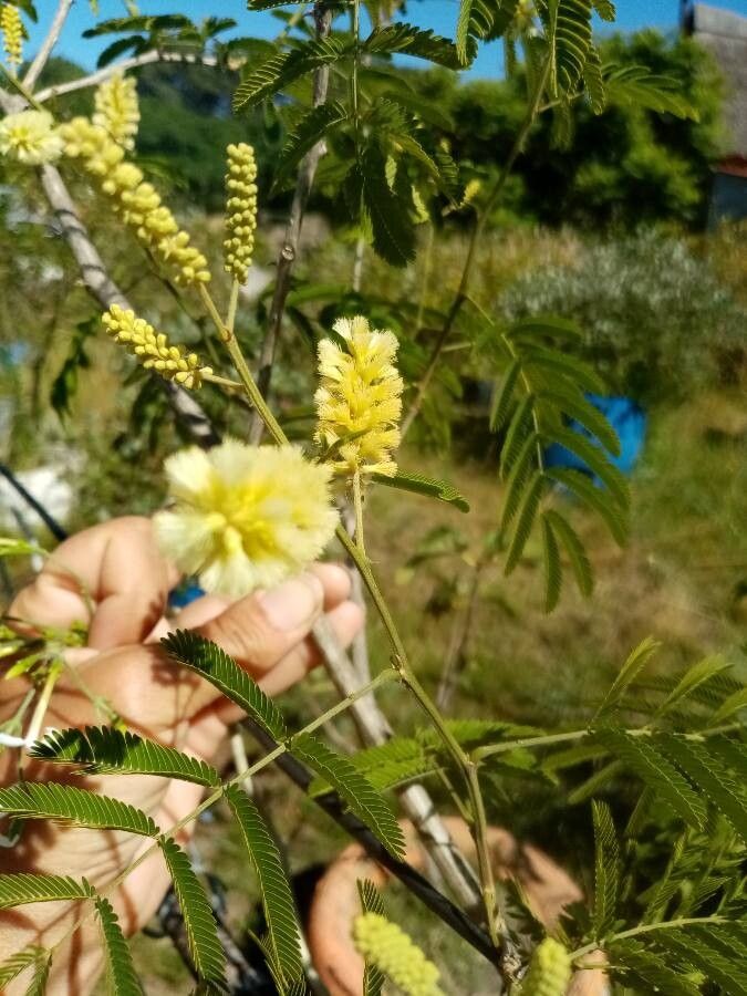 Acacia angustissima flower