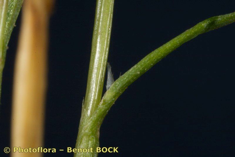 Molineriella minuta bark