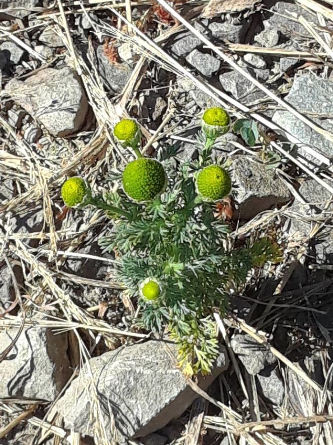 Matricaria occidentalis other