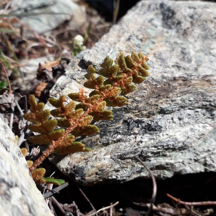 Hemionitis marantae flower