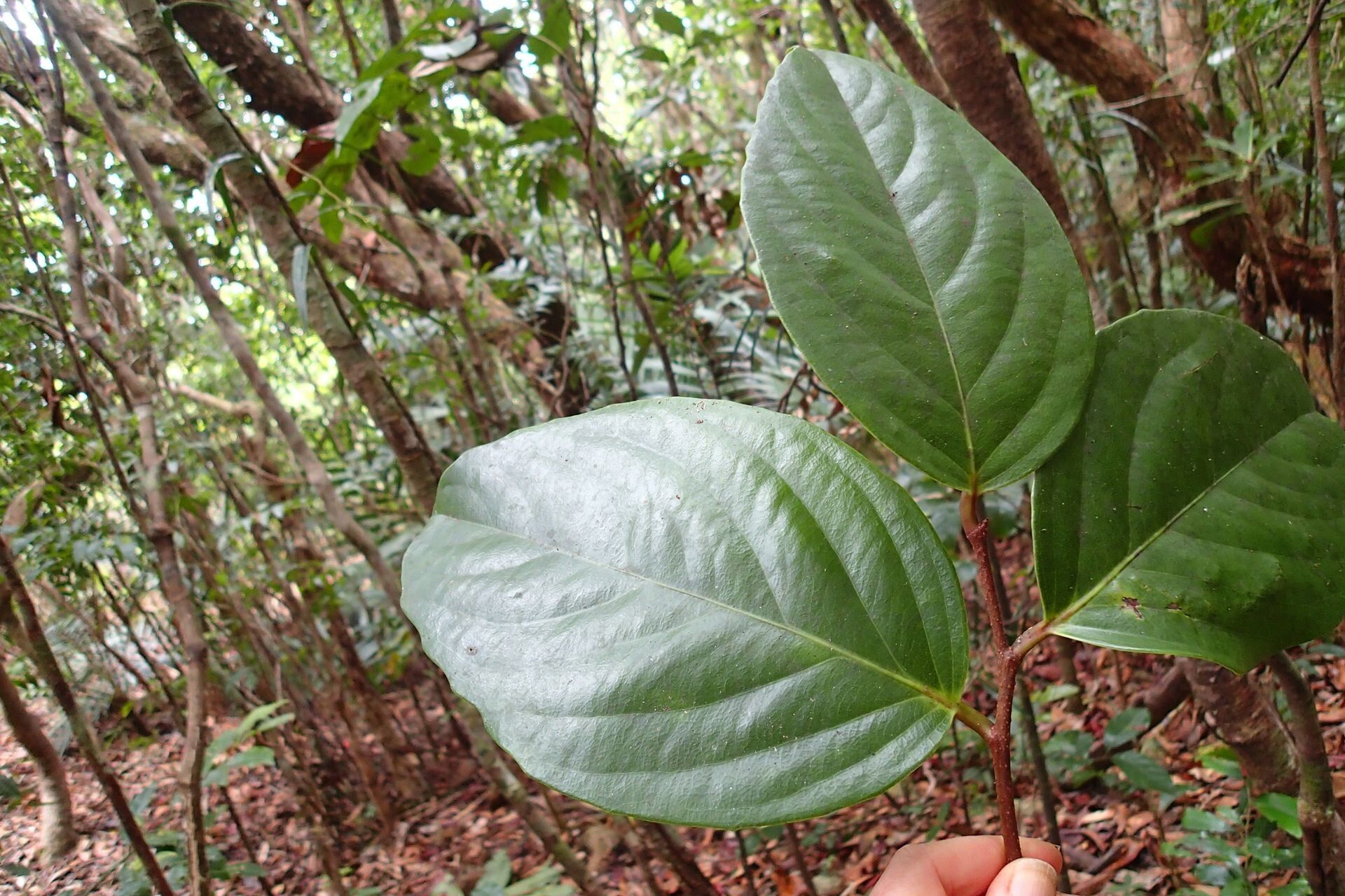 Xylosma gigantifolia — search result for 'Xylosma'
