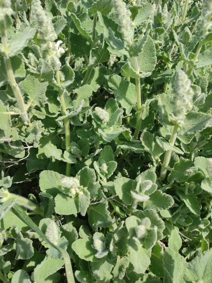 Salvia dominica — houseplant care guide