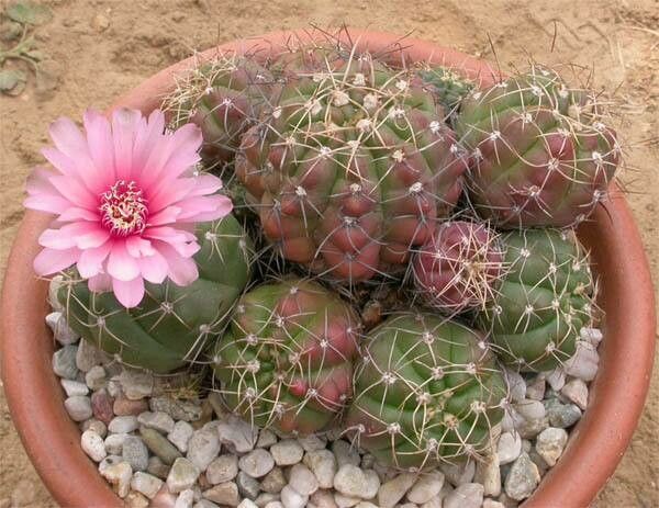Gymnocalycium paraguayense — search result for 'Gymnocalycium'