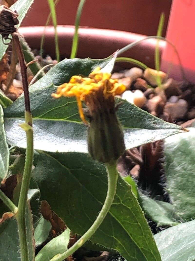 Hieracium nobile flower