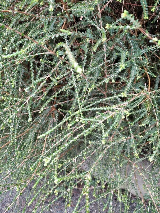 Aspalathus hispida — houseplant care guide