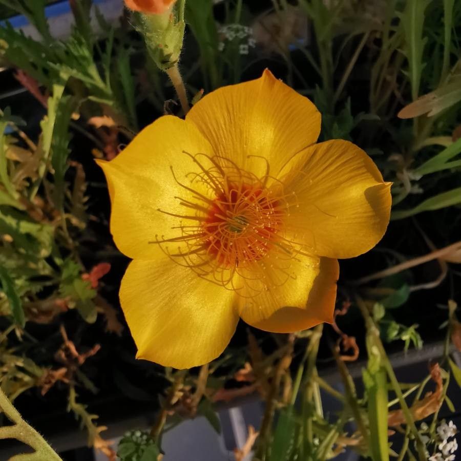 Mentzelia crocea — related species from the same genus