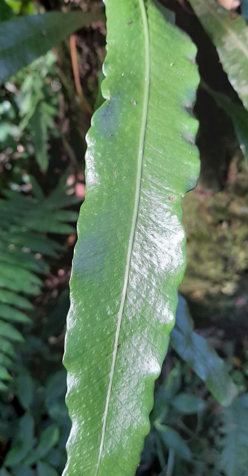 Campyloneurum nitidum — houseplant care guide