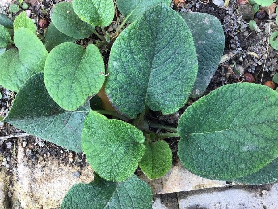 Trachystemon orientalis leaf