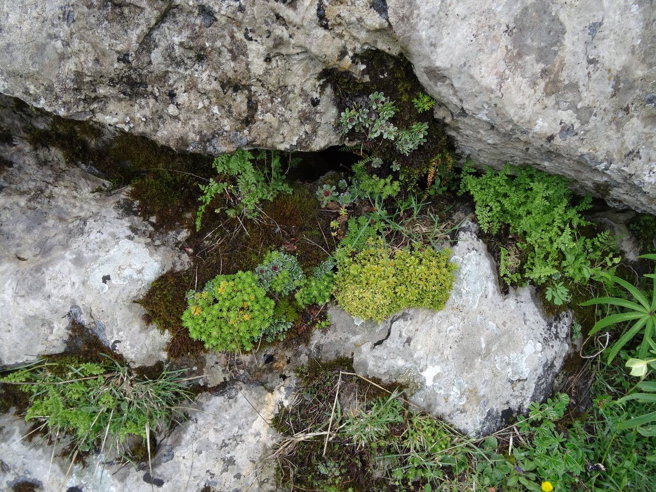 Saxifraga intricata habit