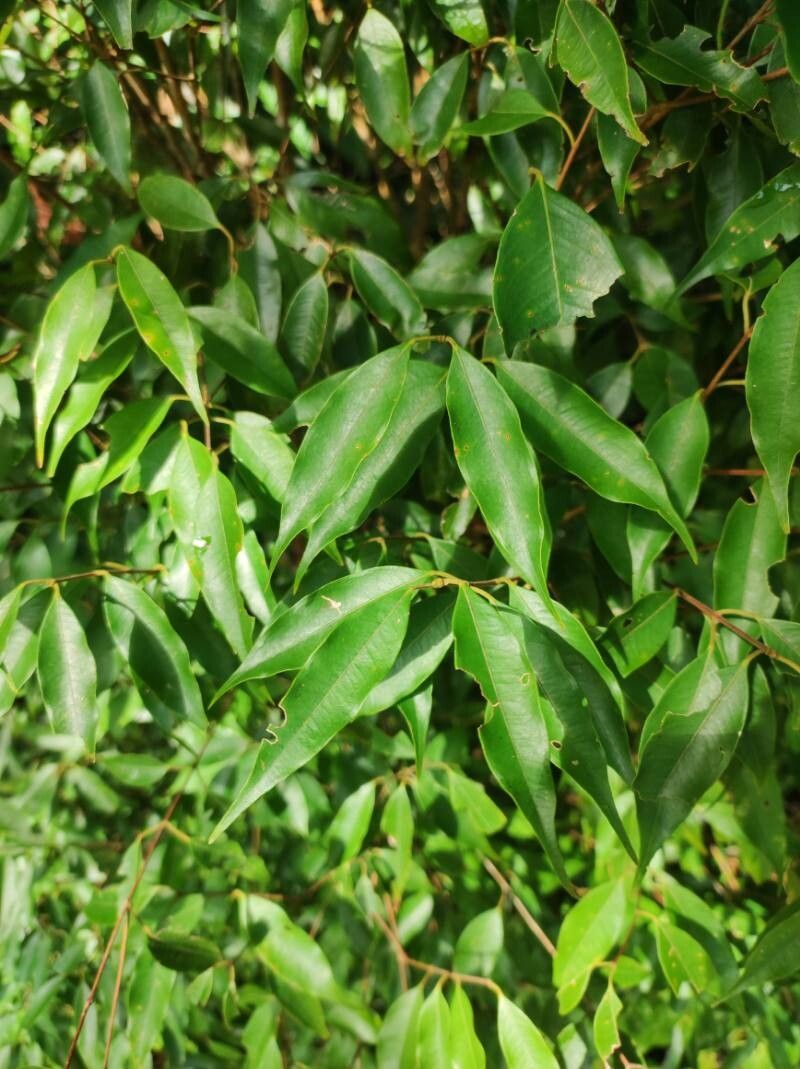 Plinia puriscalensis — houseplant care guide