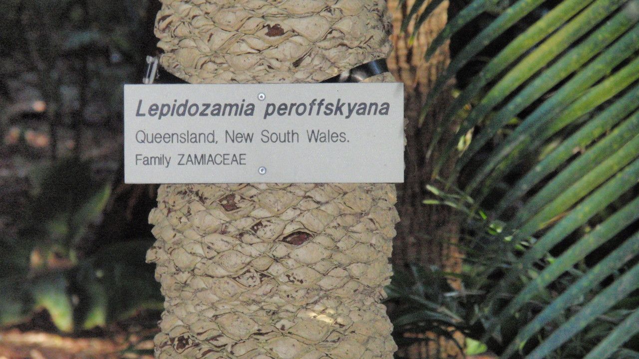 Lepidozamia peroffskyana bark