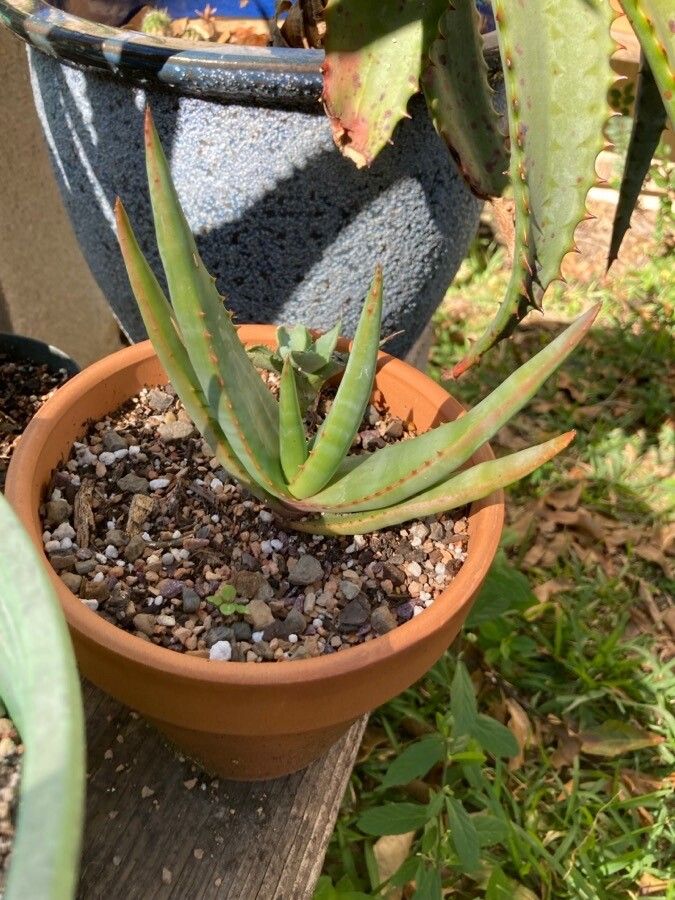 Aloe vryheidensis — houseplant care guide