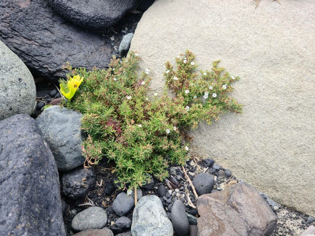 Frankenia capitata flower