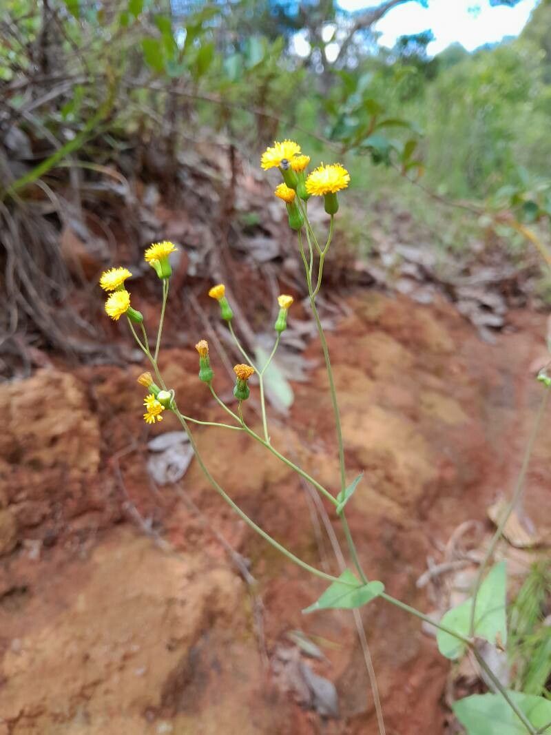 Emilia graminea flower