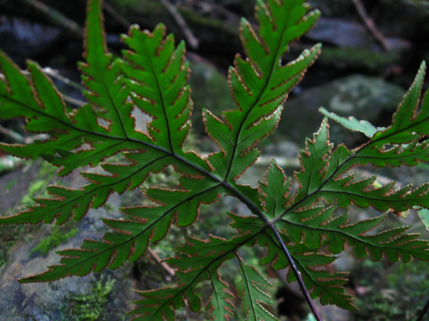 Hemionitis concolor fruit