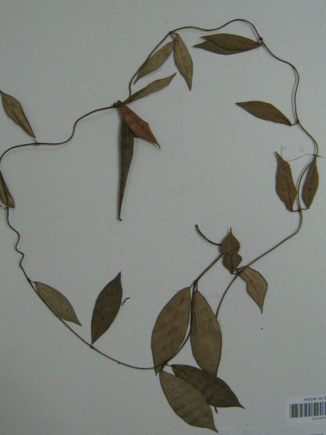 Matelea cremersii — related species from the same genus