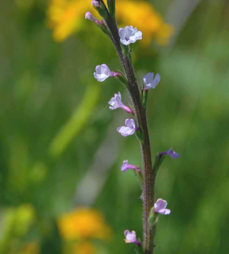 Verbena californica flower