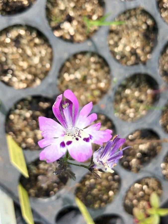 Schizanthus pinnatus flower